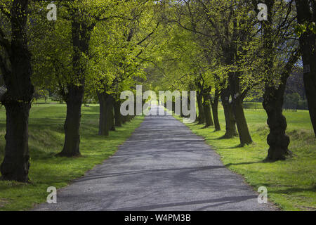 Schöne Perspektive goldene Gasse von Linden im Frühjahr, Tschechien, Rip Stockfoto