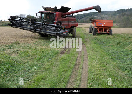 Ein Bauer fährt in einem Mähdrescher wie er ernten eine Ernte von Sojabohnen auf seiner Farm in Califon, New Jersey. Stockfoto