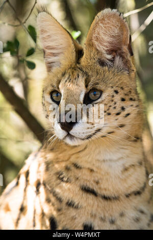 Serval Stockfoto