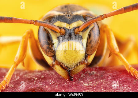 Paper Wasp Portrait - Heftige weiblichen Wespe auf Apple mit kräftigen Farben Stockfoto