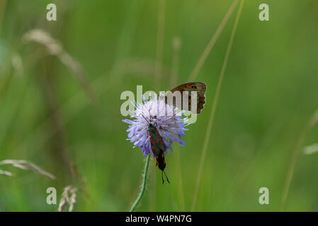 Gatekeeper Schmetterling mit passenden Six-spot Burnet auf wilde Blume in Wiltshire UK Stockfoto