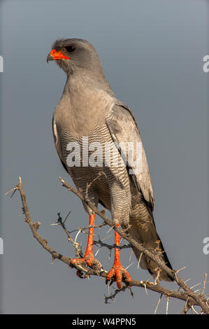 Südliche blass Chanting goshawk Vogel, Etosha National Park, Namibia Stockfoto