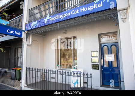 Paddington cat Krankenhaus Tierarzt in der Oxford street Paddington, Sydney, Australien Stockfoto