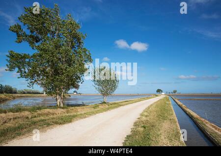 Country Lane und Kanal mitten in überfluteten Reisfeldern führt zu einer kleinen Farm Cottage, das Ebro-delta Natur, Provinz Tarragona, Katalonien, Spanien Stockfoto