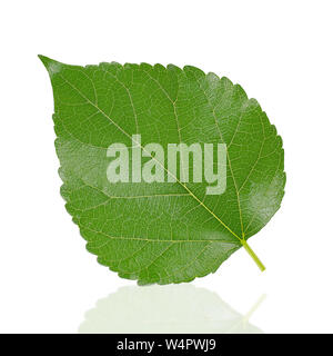 Mulberry Blatt auf weißem Hintergrund Stockfoto