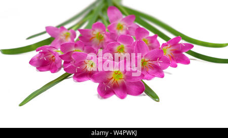 Regen Lilien Blume auf weißem Hintergrund Stockfoto