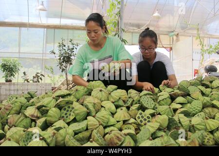 Juli 25, 2019, Jiangxi, Jiangxi, China: Jiangxi, China - (redaktionelle Verwendung. CHINA) Am 24. Juli 2019, ZhangJiuying, ein Landwirt, frisch verkauft Lotus Samen von der Basis nach Peking, Guangzhou und anderen Orten durch die live-Übertragung auf Ihr Mobiltelefon aufgenommen am bihewan industriellen Basis, hongshan Dorf, Stadt, bizhou suichuan County, Jiangxi Provinz Jiangxi suichuan e-commerce in ländlichen effiziente Praxis und Strom typische Muster für die Linderung der Armut, "Live wechat Business kurze Video'' als das wichtigste Mittel, durch freie on-line-strom Business Training, Tracking, guid Stockfoto