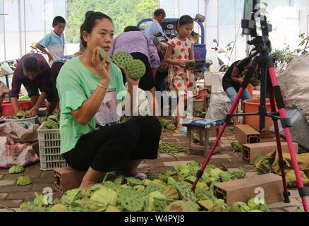 Juli 25, 2019, Jiangxi, Jiangxi, China: Jiangxi, China - (redaktionelle Verwendung. CHINA) Am 24. Juli 2019, ZhangJiuying, ein Landwirt, frisch verkauft Lotus Samen von der Basis nach Peking, Guangzhou und anderen Orten durch die live-Übertragung auf Ihr Mobiltelefon aufgenommen am bihewan industriellen Basis, hongshan Dorf, Stadt, bizhou suichuan County, Jiangxi Provinz Jiangxi suichuan e-commerce in ländlichen effiziente Praxis und Strom typische Muster für die Linderung der Armut, "Live wechat Business kurze Video'' als das wichtigste Mittel, durch freie on-line-strom Business Training, Tracking, guid Stockfoto