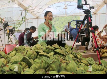 Juli 25, 2019, Jiangxi, Jiangxi, China: Jiangxi, China - (redaktionelle Verwendung. CHINA) Am 24. Juli 2019, ZhangJiuying, ein Landwirt, frisch verkauft Lotus Samen von der Basis nach Peking, Guangzhou und anderen Orten durch die live-Übertragung auf Ihr Mobiltelefon aufgenommen am bihewan industriellen Basis, hongshan Dorf, Stadt, bizhou suichuan County, Jiangxi Provinz Jiangxi suichuan e-commerce in ländlichen effiziente Praxis und Strom typische Muster für die Linderung der Armut, "Live wechat Business kurze Video'' als das wichtigste Mittel, durch freie on-line-strom Business Training, Tracking, guid Stockfoto