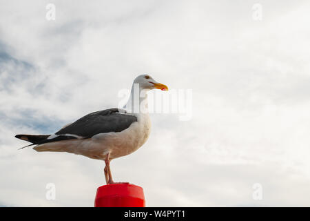 Portrait von Seagull gegen bewölkter Himmel Stockfoto