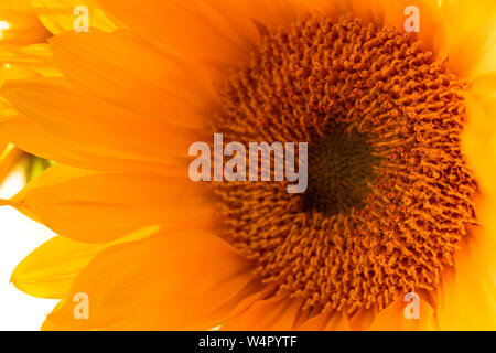 Gelbe Sonnenblumen schließen bis auf weißem Hintergrund Stockfoto