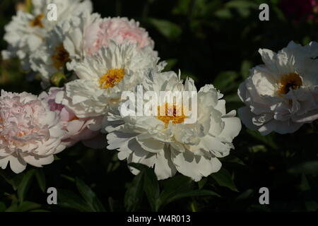 Paeonia Orchid Anne. Doppelzimmer Rosa Pfingstrose. Paeonia lactiflora (Chinesische Pfingstrose oder gemeinsamen Garten päonie). Stockfoto