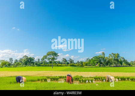 Der Bauer Praxis, eine alte Methode, Plantage, grüne Rohreis Feld mit schönen Himmel und Wolken. Stockfoto