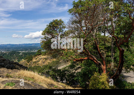 Großer Baum auf dem Gipfel des Berges in Mount Douglas Park Victoria british columbia. Stockfoto