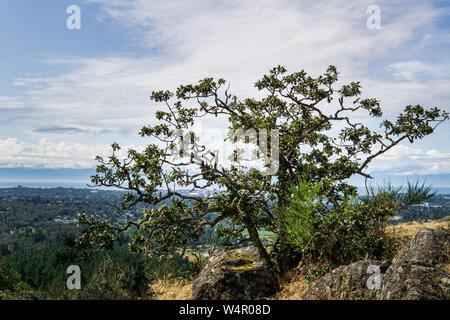 Großer Baum auf dem Gipfel des Berges in Mount Douglas Park Victoria british columbia. Stockfoto