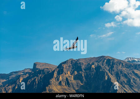 Ein Andenkondor (Vultur gryphus) über die höchsten Berggipfel der Colca Canyon in der Nähe von Arequipa, Peru fliegen. Stockfoto