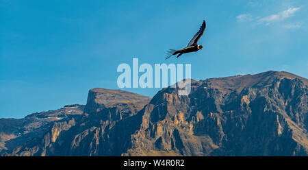 Panorama Foto von einem Anden Condor (Vultur gryphus) über die höchsten Berggipfel der Colca Canyon in der Nähe von Arequipa, Peru fliegen. Stockfoto