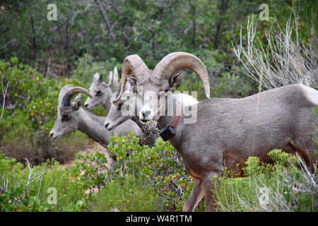 Desert Bighorn Schafe chow Zeit Stockfoto