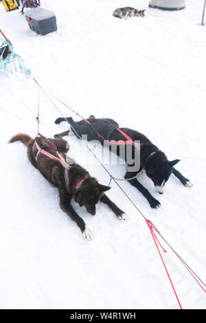 Hunde Abkühlung auf Norris Gletscher, Alaska. Stockfoto