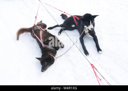 Hunde Abkühlung auf Norris Gletscher, Alaska. Stockfoto