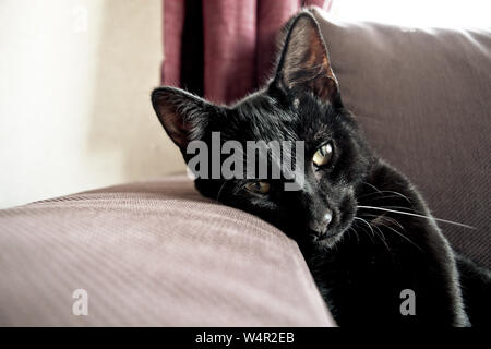 Bild der süssesten Black Cat. Seltsamerweise hat er eine weiße Whisker. Diese Katze ist als faul und Liegen gegen eine armlehne an einem sonnigen Nachmittag. Stockfoto