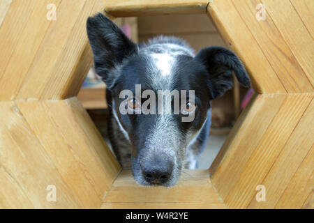 Portrait von Blue heeler Border Collie Kreuz (X) Hund in Montana, USA. Stockfoto