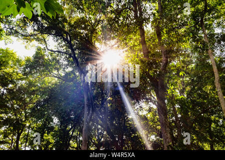 Sonnigen Tag in reservierten Wald. Sonnenstrahlen spannen durch die Zweige der Bäume. Bäume verwenden Sie diese ungenutzte Solar Energie für die Photosynthese Stockfoto