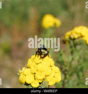 Nahaufnahme der Hummel, die Pollen sammelt und Nektar auf den Blüten des Tanacetum vulgare trinkt Stockfoto