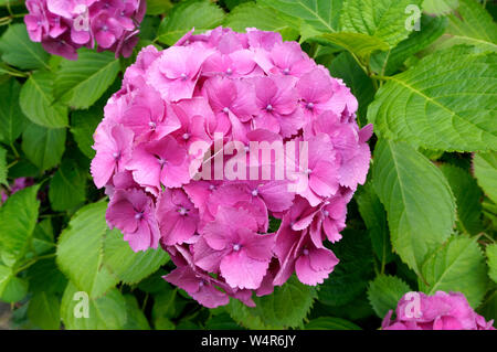 Nahaufnahme eines reifen rosa Hortensie (Hydrangea macrophylla) Blüte Stockfoto