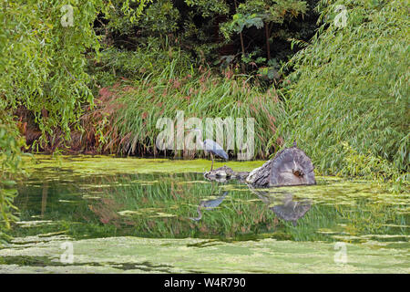 Ein Graureiher steht in einem flachen Teich warten geduldig auf die nächste Mahlzeit. Stockfoto