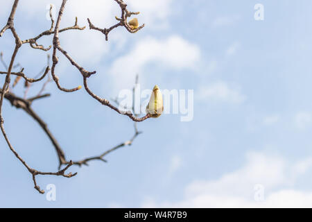 Magnolia bud auf Äste vor blauem Himmel mit Wolken close-up Stockfoto