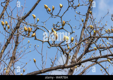 Magnolia bud auf Äste vor blauem Himmel mit Wolken close-up Stockfoto