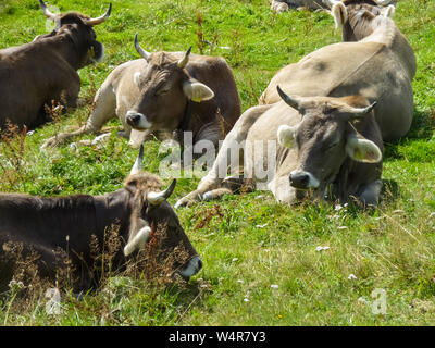 Hausrindervieh, Bos Taurus, Kuh auf einer Weidewiese in den schweizer alpen, Schweiz, Westeuropa Stockfoto