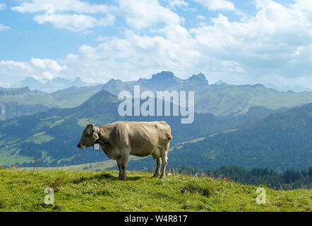 Hausrindervieh, Bos Taurus, Kuh auf einer Weidewiese in den schweizer alpen, Schweiz, Westeuropa Stockfoto