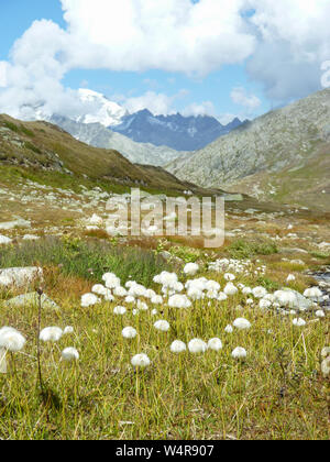 Wollgras Eriophorum, Wiese mit in den Schweizer Alpen, Schweiz Stockfoto