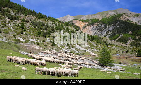 Eine Herde von Schafen zusammen Cristillan Tal über Ceillac Dorf, im Regionalen Naturpark Queyras, Südliche Alpen, Frankreich Stockfoto