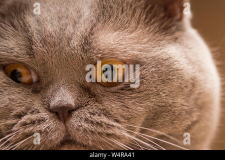 Junge verrückt überrascht Schottischen Katze machen große Augen Nahaufnahme. Junge Katze überrascht und erschrocken. Emotionale überrascht große Big eye Kitten zu Hause Stockfoto