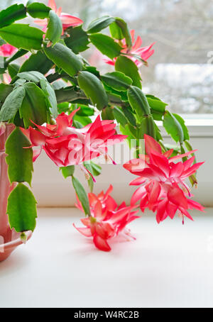 Weihnachtskaktus (Schlumbergera) im Topf auf dem Fenster, auf Blume vor Fokus Stockfoto