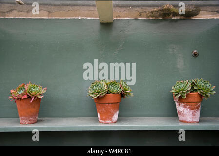 Anzeige von sempervivum Pflanzen in Töpfen terractta Stockfoto