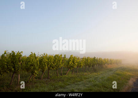 Weingärten in der frühen Morgensonne in Duras, Frankreich Stockfoto