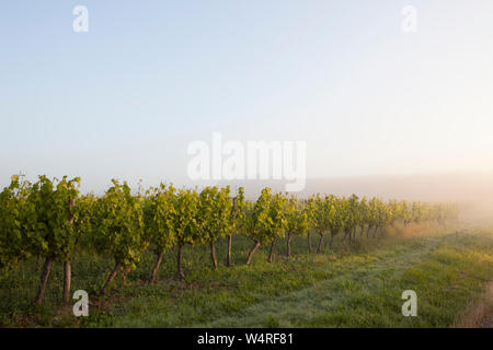 Weingärten in der frühen Morgensonne in Duras, Frankreich Stockfoto