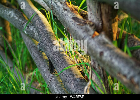 Ein Zaun aus Ästen am Abend gewebt, Russland Stockfoto