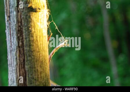 Ein Zaun aus Ästen am Abend gewebt, Russland Stockfoto