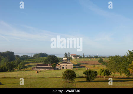 Weingärten in der frühen Morgensonne in Duras, Frankreich Stockfoto