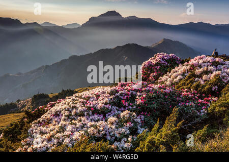 Rosa blühende Rhododendren, Hualien County, Taiwan Stockfoto