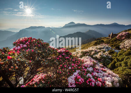 Rosa blühende Rhododendren, Hualien County, Taiwan Stockfoto