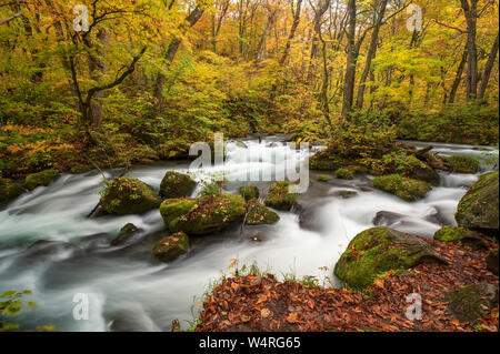 Oirase Strom fließt durch Wald, Towada, Präfektur Aomori, Japan Stockfoto