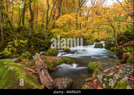 Oirase Strom fließt durch Wald, Towada, Präfektur Aomori, Japan Stockfoto