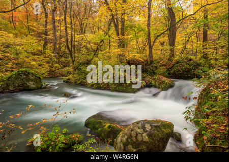 Oirase Strom fließt durch Wald, Towada, Präfektur Aomori, Japan Stockfoto
