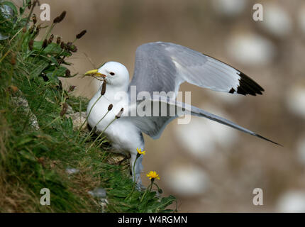 Dreizehenmöwe sammeln Nestmaterial auf Kreidefelsen von East Yorkshire, Großbritannien. Stockfoto